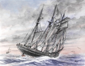 Zum Vergrößern auf das Bild klicken 'Albatros'